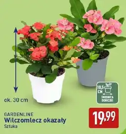 ALDI GARDENLINE Wilczomlecz okazały oferta