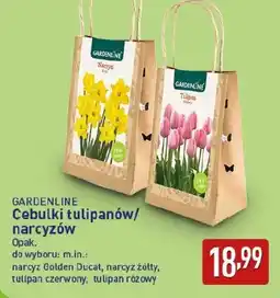 ALDI GARDENLINE Cebulki tulipanów/ narcyzów oferta