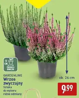 ALDI Gardenline wrzos zwyczajny oferta