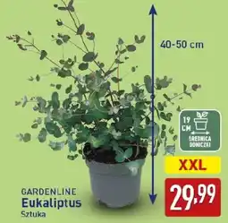 ALDI GARDENLINE Eukaliptus Sztuka oferta