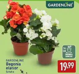ALDI GARDENLINE Begonia elatior Sztuka oferta