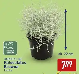 ALDI GARDENLINE Kalocefalus Browna oferta
