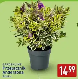 ALDI GARDENLINE Przetacznik Andersona Sztuka oferta