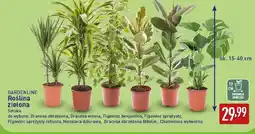 ALDI Gardenline roślina zielona oferta
