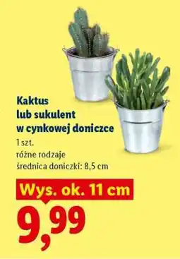 Lidl Kaktus lub sukulent w cynkowej doniczce oferta