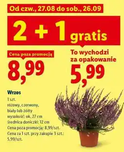 Lidl Wrzos oferta