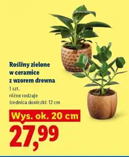 Lidl Rośliny zielone w ceramice z wzorem drewna oferta
