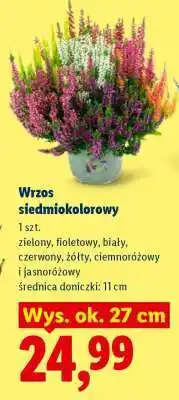 Lidl Wrzos siedmiokolorowy oferta