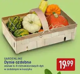 ALDI GARDENLINE Dynie ozdobne oferta