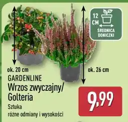 ALDI GARDENLINE Wrzos zwyczajny/Golteria oferta