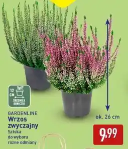 ALDI GARDENLINE Wrzos zwyczajny oferta