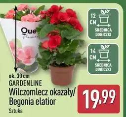 ALDI GARDENLINE Wilczomlecz okazały/Begonia elatior oferta