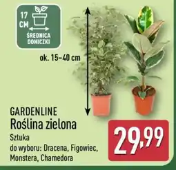 ALDI GARDENLINE Roślina zielona oferta