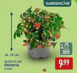 ALDI GARDENLINE Golteria oferta
