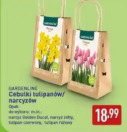 ALDI GARDENLINE Cebulki tulipanów/narcyzów oferta