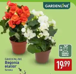 ALDI GARDENLINE Begonia elatior oferta