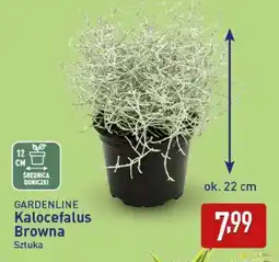 ALDI GARDENLINE Kalocefalus Browna oferta