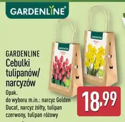 ALDI GARDENLINE Cebulki tulipanów/narcyzów oferta
