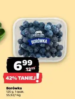 Netto Borówka oferta