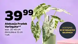 Netto Alokazja Frydek Variegata oferta
