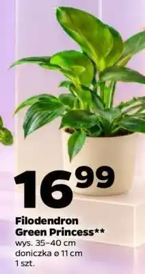 Netto Filodendron Green Princess oferta