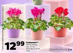 Netto Cyklamen oferta