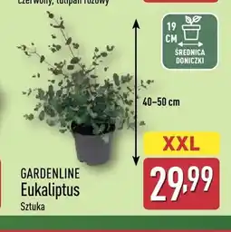 ALDI Eukaliptus Gardenline oferta