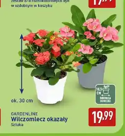 ALDI Wilczomlecz okazały Gardenline oferta