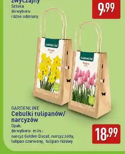 ALDI Cebulki narcyz Golden Ducat Gardenline oferta