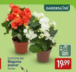 ALDI Begonia elatior Gardenline oferta