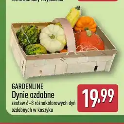 ALDI Dynie ozdobne Gardenline oferta