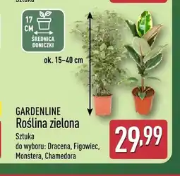 ALDI Roślina zielona Dracena Gardenline oferta