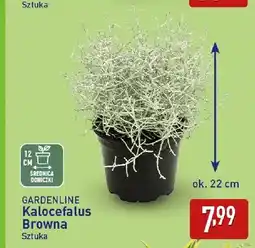 ALDI Kalocefalus Browna Gardenline oferta