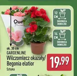 ALDI Begonia elatior Gardenline oferta