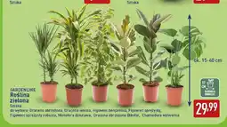 ALDI Roślina zielona Dracena obrzeżona Gardenline oferta