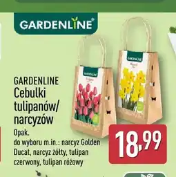 ALDI Cebulki narcyz Golden Ducat Gardenline oferta