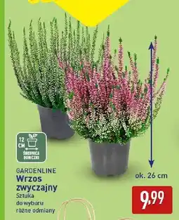 ALDI Wrzos zwyczajny Gardenline oferta