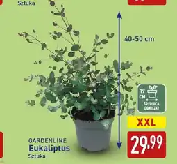 ALDI Eukaliptus Gardenline oferta