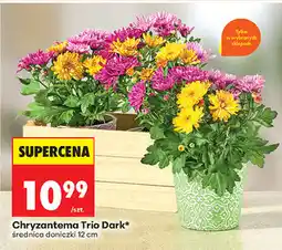 Biedronka Chryzantema Trio Dark*, średnica doniczki 12 cm oferta