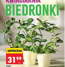 Biedronka Hoja*, średnica doniczki 12 cm oferta