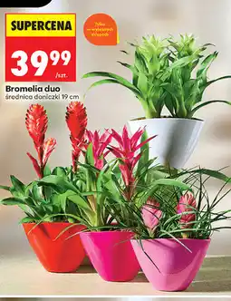 Biedronka Bromelia duo, średnica doniczki 19 cm oferta