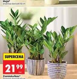 Biedronka Zamiokulkas*, średnica doniczki 12 cm oferta