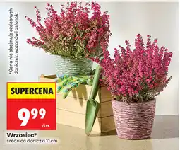 Biedronka Wrzosiec*, średnica doniczki 11 cm oferta