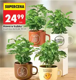 Biedronka Kawa w kubku, średnica doniczki 12 cm oferta