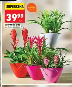 Biedronka Bromelia duo oferta