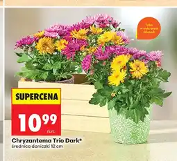 Biedronka Chryzantema Trio Dark oferta