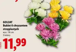 Lidl GOLIAT Bukiet 6 chryzantem strzępiastych oferta
