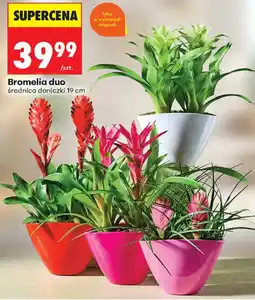 Biedronka Bromelia duo oferta