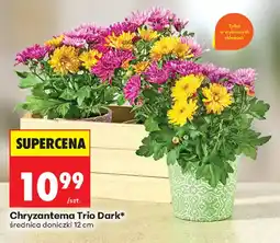 Biedronka Chryzantema Trio Dark* oferta