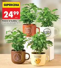 Biedronka Kawa w kubku oferta